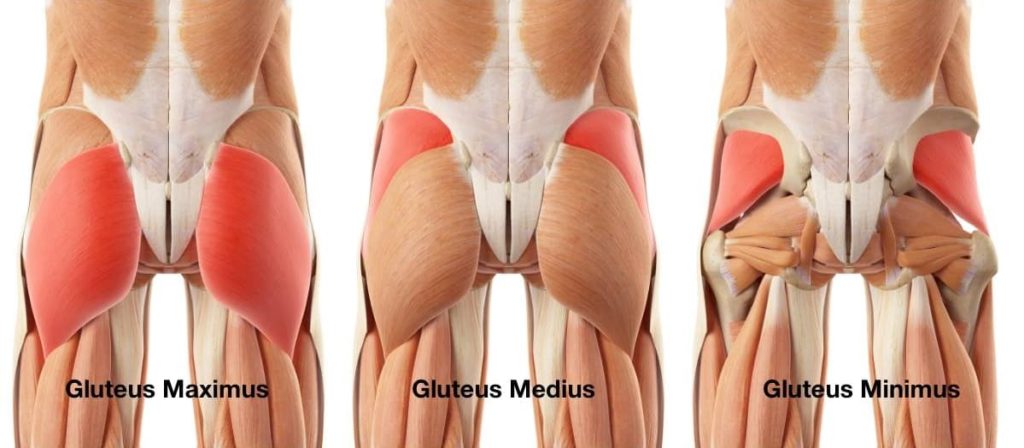 Anatomi otot bokong - Glutes