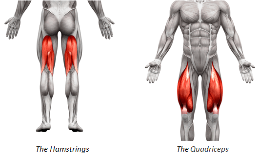 Otot Paha - Quadricep dan Hamstring